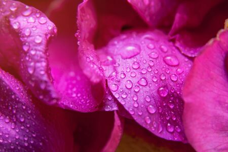 Pink wild rose wet leaves with water drops closeupの写真素材