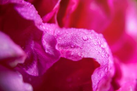 Pink wild rose wet leaves with water drops closeupの写真素材