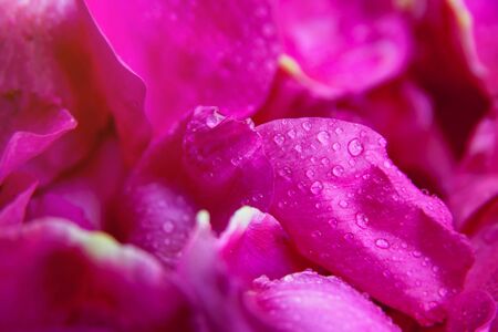 Pink wild rose wet leaves with water drops closeupの写真素材