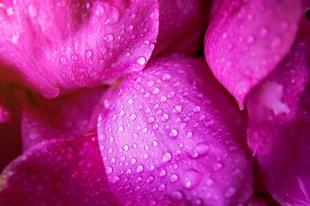 Pink wild rose wet leaves with water drops closeupの写真素材