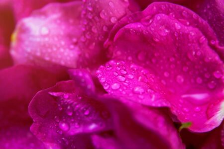 Pink wild rose wet leaves with water drops closeupの写真素材
