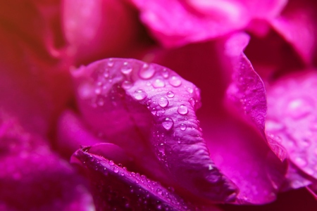 Pink wild rose wet leaves with water drops closeupの写真素材