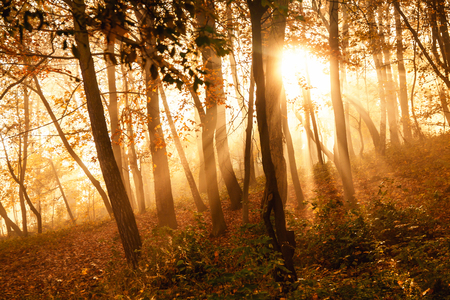 Mystical sun rays between trees in autumn forestの写真素材