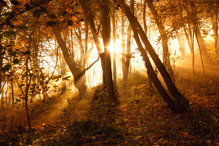 Mystical sun rays between trees in autumn forestの写真素材