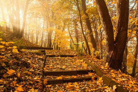 Autumn season colorful trees in park with stairsの写真素材