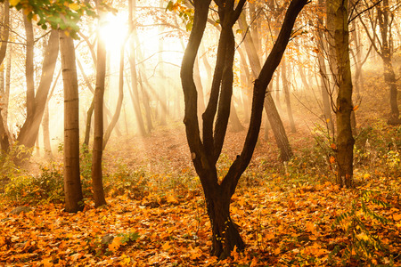Mystical sun rays between trees in autumn forestの写真素材