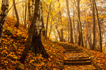 Autumn season colorful trees in park with stairsの写真素材