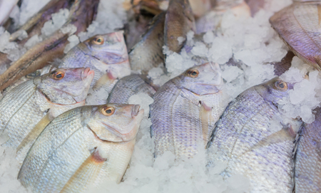 Fresh caught whole fish at fish marketの写真素材