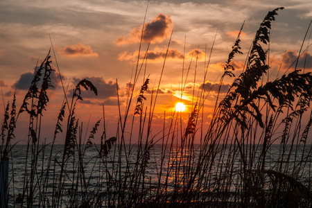 Sea grass on the sand dunes at sunset along the beach of Captiva Island, Floridaの写真素材