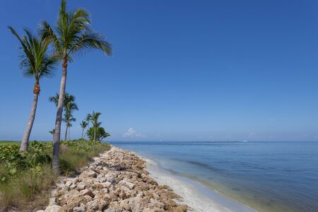 Palm trees along the tropical coast of Captiva Island, Floridaの写真素材