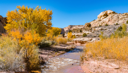 Autumn colors along the Fremont River in Capitol Reef National Park, Utahの写真素材