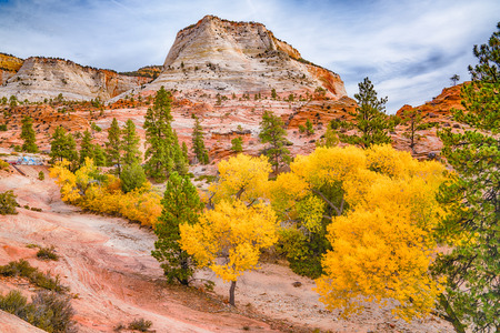 Fall color in Zion National Park, Utahの写真素材