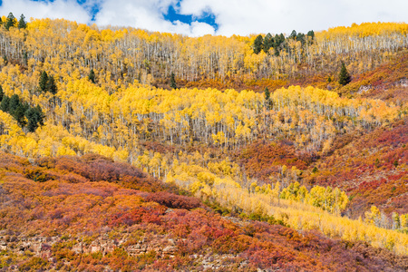 Aspen grove over rolling hills of Colorado in Autumnの写真素材