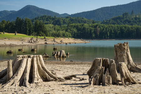 Old Tree Stumps from logging along a lake in Washington State