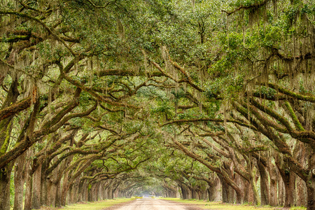 Live Oak trees with spanish moss line a road in Savannah, Georgiaの写真素材