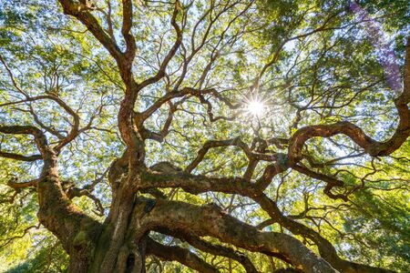 Angel Oak Live Oak Tree in Johns Island, Charleston, South Carolinaの写真素材