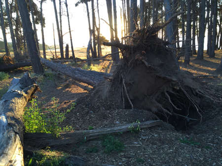 Fallen tree