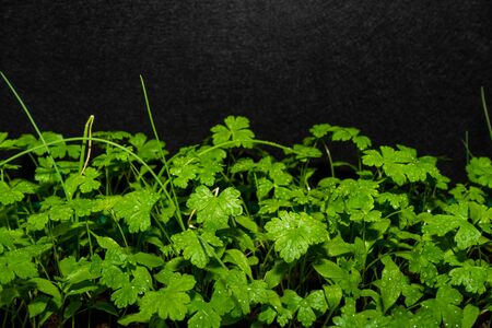 young and fresh herbs with dew drops. Green parsley with drops on the leaves. Wet parsley.の写真素材