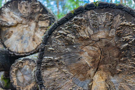 an old log of a sawn tree. A felled tree trunk covered with moss