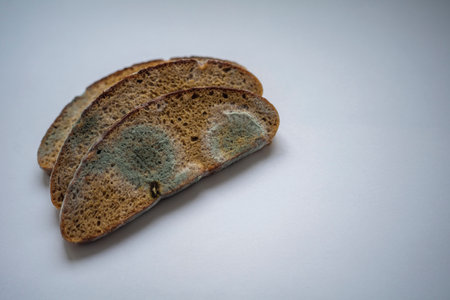 Fungus on bread, mold on bread covered with fungus, a piece of rye bread with white and black moldの写真素材