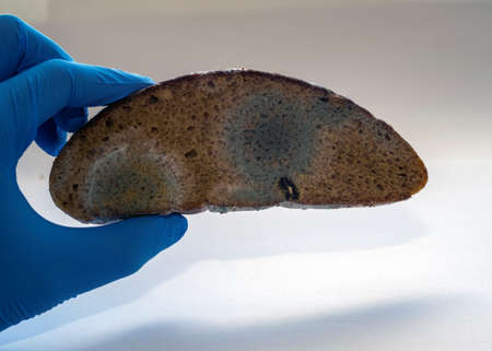a gloved hand holds a piece of bread with mold. bread with moldの写真素材