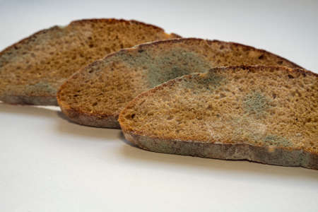 three pieces of spoiled rye bread covered with white and black mold
