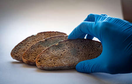 a gloved hand holds a piece of bread with mold. bread with moldの写真素材