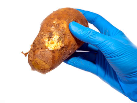 blue-gloved hand holds a Spoiled potato tuber on a white background. Improper storage of vegetables.