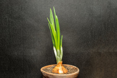 young fresh green onions growing in a flower pot on a black background.