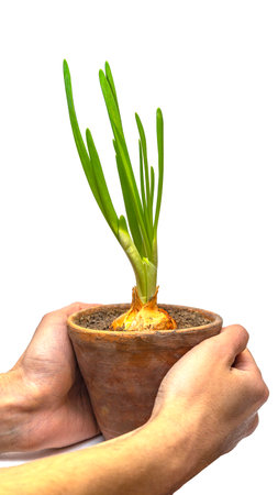 Growing onions in a pot. hands hold a pot of young green onions.