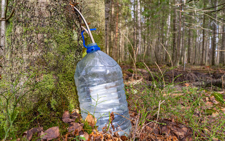 Harvesting birch sap in the spring. Birch sap through a hole drips into a plastic canisterの写真素材