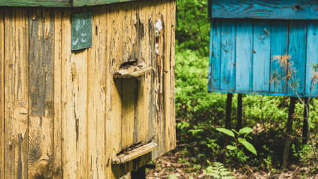 bee apiary in the forest. Bee hives in an ecologically clean place.の写真素材