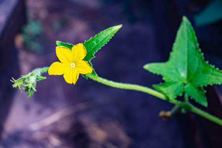 Cucumber flower. Flowering cucumber during the growing season.