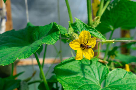 Bee in a cucumber flower. Pollination of plants with insects in a greenhouse.の写真素材