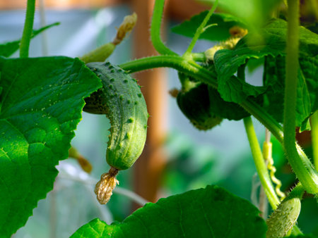 Young green cucumber on a branch with yellow flowers. Green vegetable cucumber in a greenhouse or vegetable garden.の写真素材