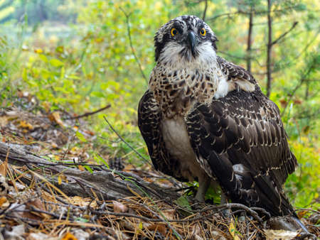 goshawk sitting on the ground. Hawk close up.の写真素材