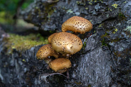 Pholiota aurivella. Golden-colored mushrooms grow on a tree