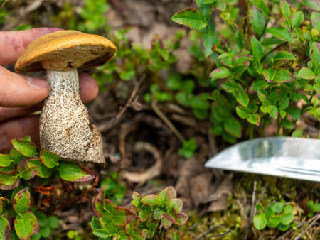 holds a cut old white mushroom. Autumn mushroom picking.の写真素材