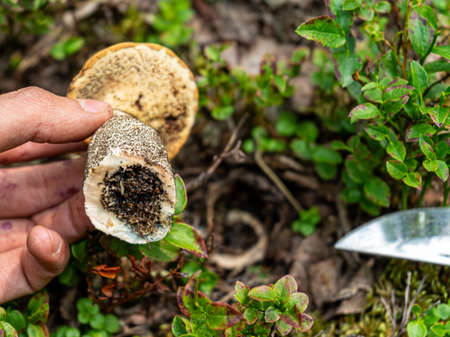 holds a cut old white mushroom eaten by worms. Wormy mushroom. Autumn mushroom picking.