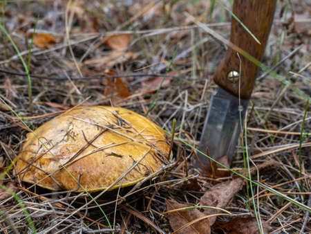 A knife stuck in the ground next to a mushroom. Autumn mushroom picking in the forest.の写真素材