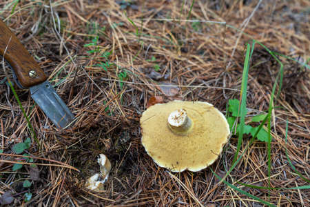knife stuck in the ground next to mushroom. Autumn mushroom picking in the forest
