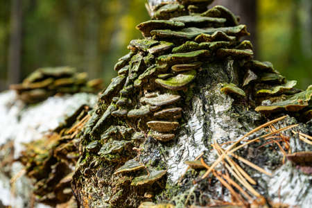 Tree mushrooms on a rotten birch trunk.