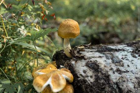 mushroom grown on the trunk of a fallen tree.