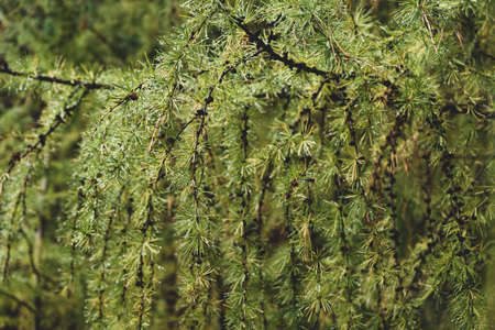 thick soft green branches of Siberian larch.
