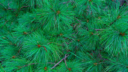lush, thick cedar branch. Needles, coniferous tree. completely filled frame with cedar branches