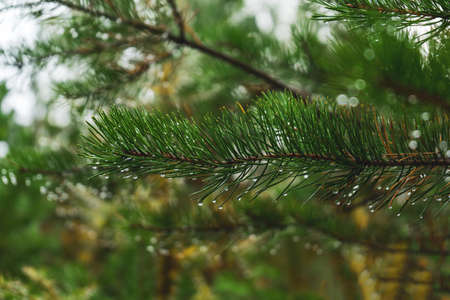 Young green pine twig with drops after rain. Pine branch after the rain.の写真素材