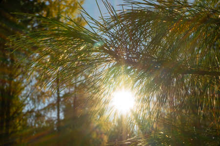Green cedar branches in the sunlight. Dense branches of coniferous tree