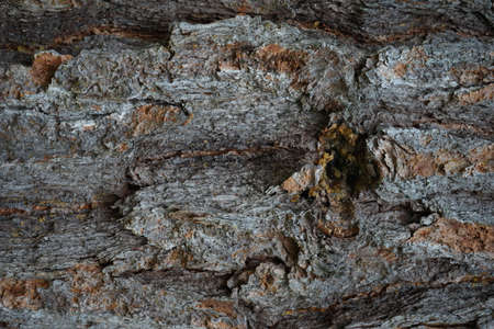 Pine bark. Pinus pinea bark of an old tree. Bark texture close-up.の写真素材