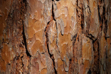 Pine bark. Pinus pinea bark of an old tree. Bark texture close-up.