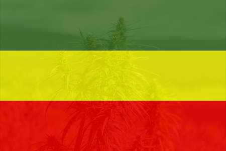 cannabis on Rastafarian flag background. Green cannabis on green yellow red background. Copy space.の写真素材